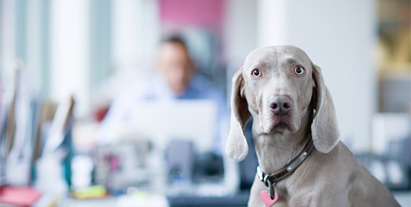 Dog looks worried or confused in office