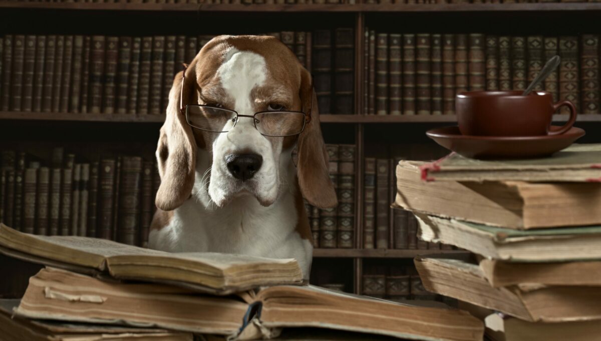 Dog with glasses behind piles of books.