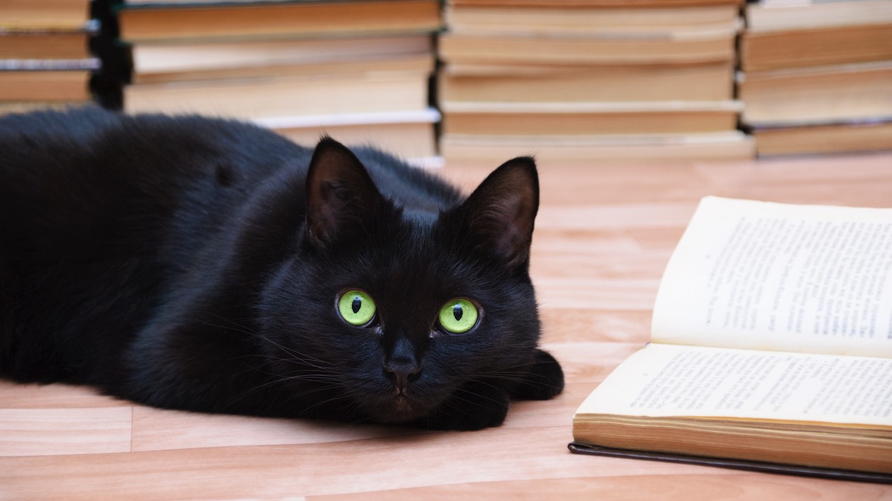 black cat with open book