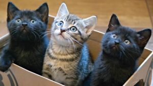 Box of cute kittens